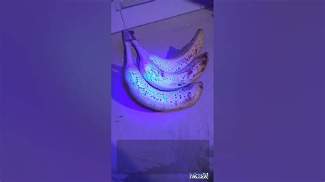 How Can I Block a Website on My Phone, and Why Do Bananas Glow in the Dark?