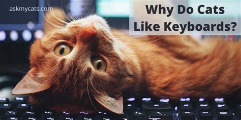 How Do I Edit My Website: And Why Do Cats Love Keyboards So Much?