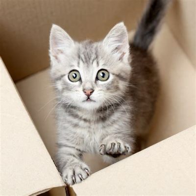 Is Backcountry a Legit Website and Why Do Cats Love Cardboard Boxes?