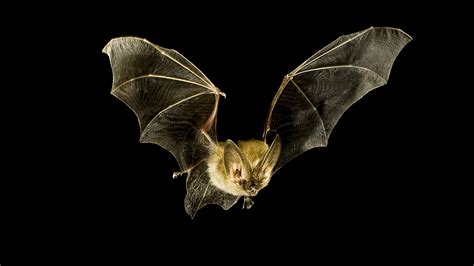 Is Just Bats a Legit Website? Exploring the Mysteries of Online Bat Sales