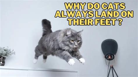 Why is software update taking so long and why do cats always land on their feet?